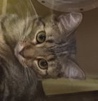 MISSY - Tabby / Domestic Short Hair available for adoption
