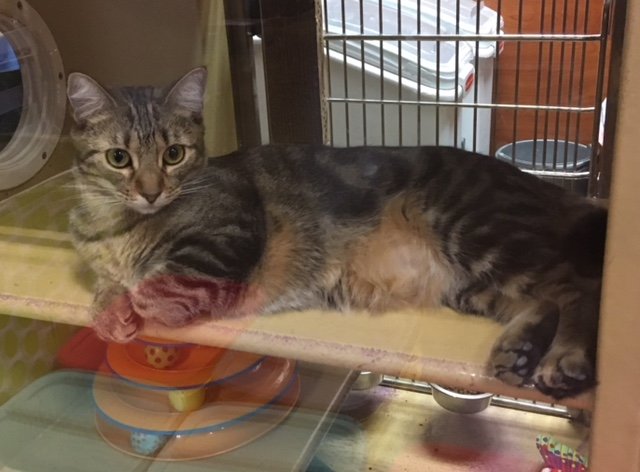 adoptable Cat in Mobile, AL named Marlena ACCC