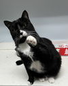 adoptable Cat in Mobile, AL named Mikey LOVE BUG