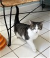 adoptable Cat in mobile, AL named Hildy