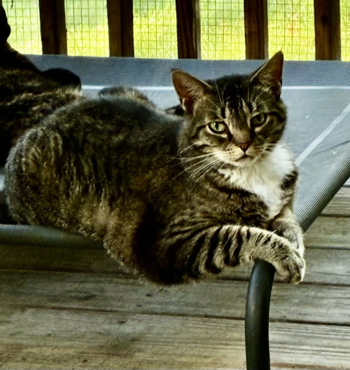 Binx photo 2