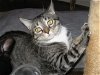 adoptable Cat in mobile, AL named Binx