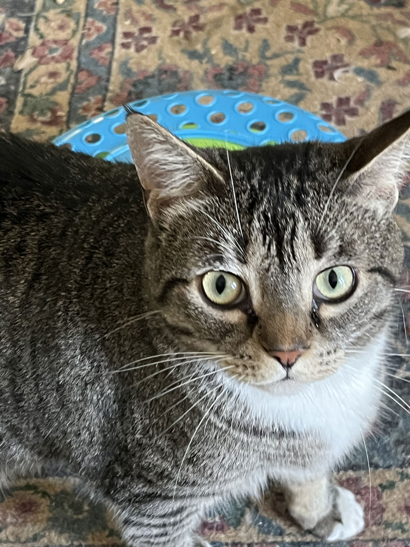 adoptable Cat in Mobile, AL named Binx