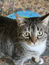 adoptable Cat in  named Binx
