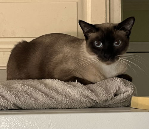 picture of the cat needing adoption