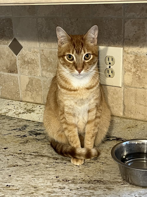 COMET - Tabby / Domestic Short Hair available for adoption