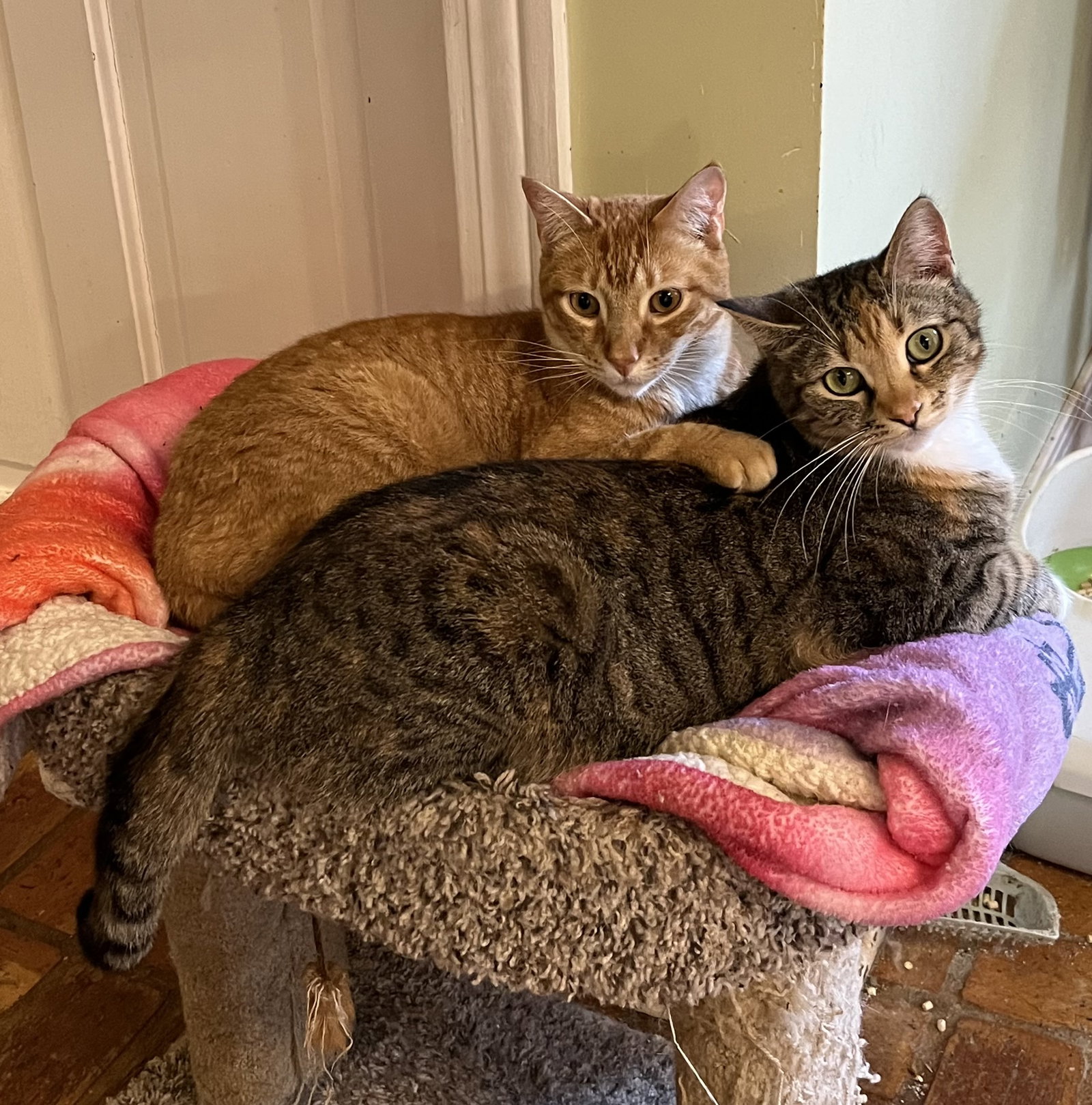 Comet (& see Phoebe)