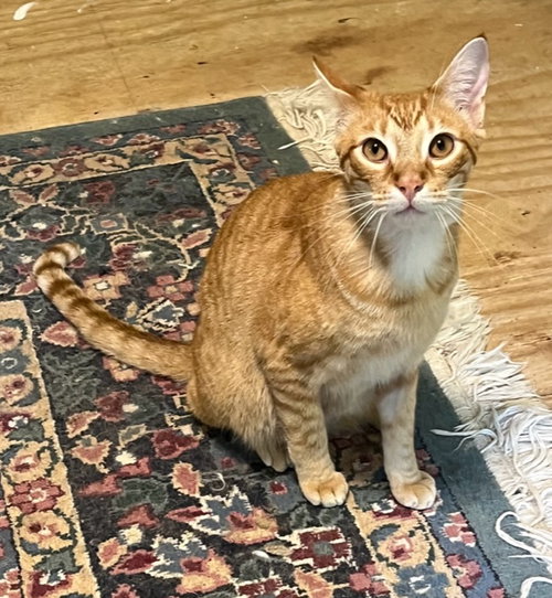picture of the cat needing adoption