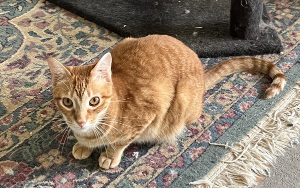 Comet (& see Phoebe)