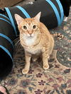 adoptable Cat in  named Comet