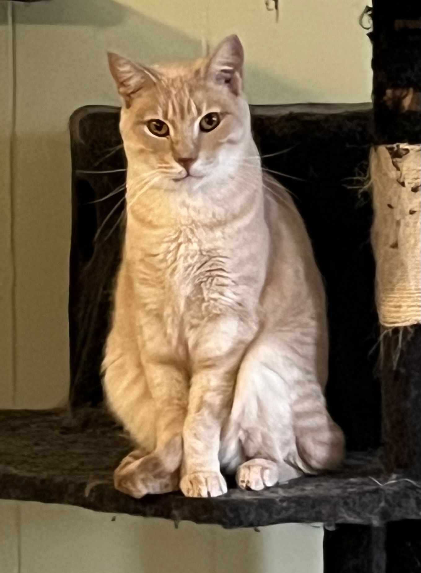 adoptable Cat in Mobile, AL named Cashew