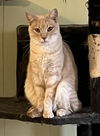 adoptable Cat in  named Cashew