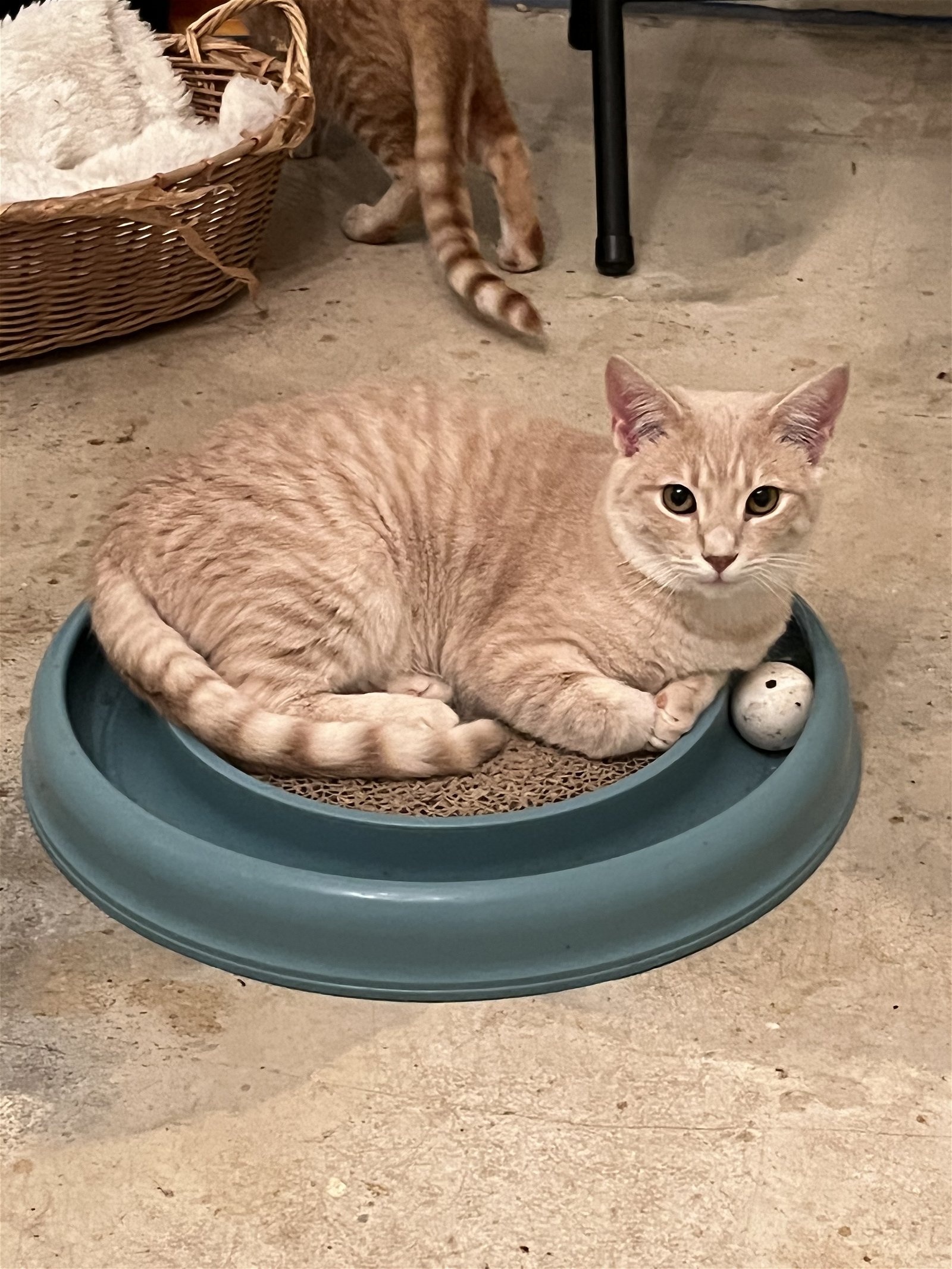 adoptable Cat in Mobile, AL named Cashew (& see Comet)