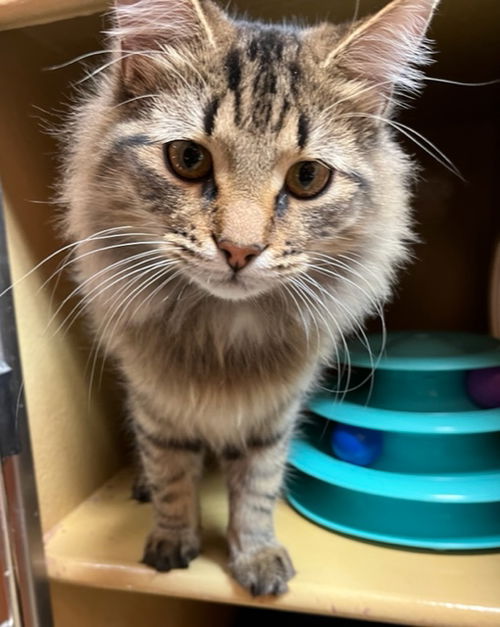 picture of the cat needing adoption