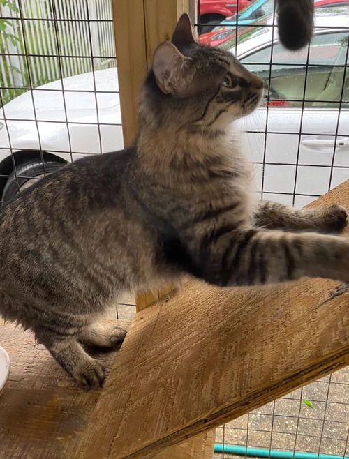 picture of the cat needing adoption