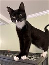 adoptable Cat in mobile, AL named Stormy