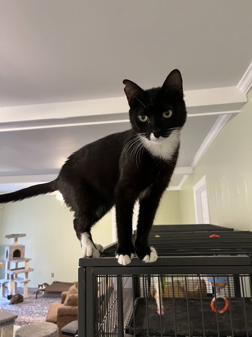STORMY - Tuxedo / Domestic Short Hair available for adoption