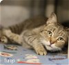 adoptable Cat in  named Tulip declawed