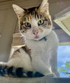 adoptable Cat in Mobile, AL named Myrtle, Dog Friendly!