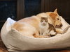 Myrtle, Dog Friendly! - Photo 2