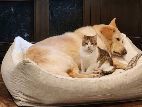 MYRTLE, DOG FRIENDLY! - Calico / Domestic Short Hair available for adoption