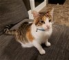adoptable Cat in mobile, AL named Myrtle