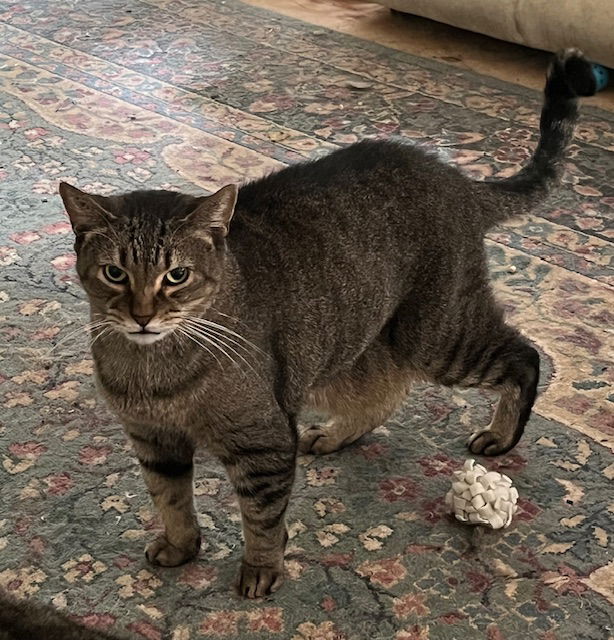 adoptable Cat in Mobile, AL named Sam (Sweet Tabby)