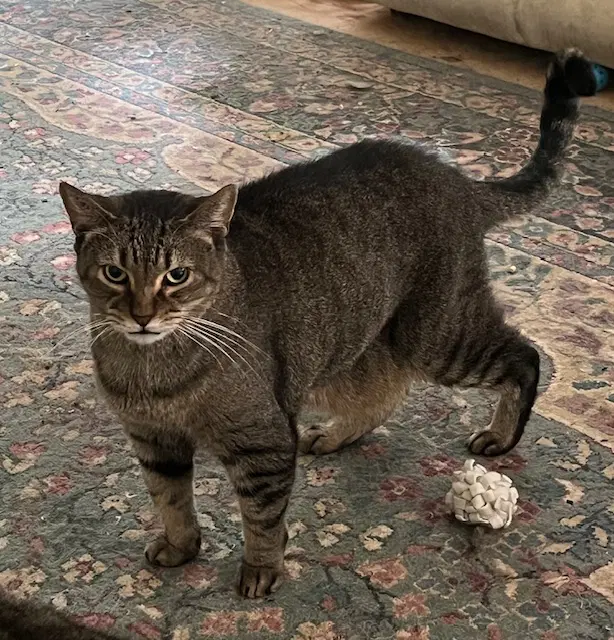 Sam Sweet Tabby image 2