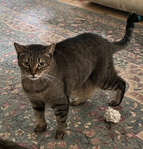 Photo 2 of Sam (Sweet Tabby)