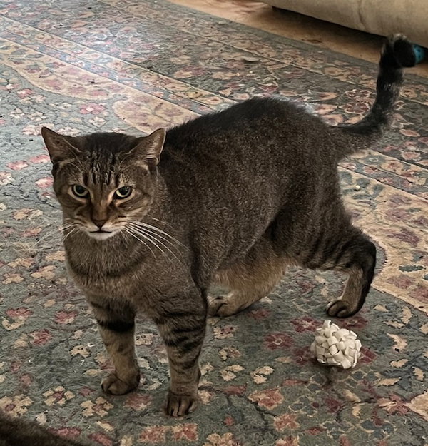Sam (Sweet Tabby)