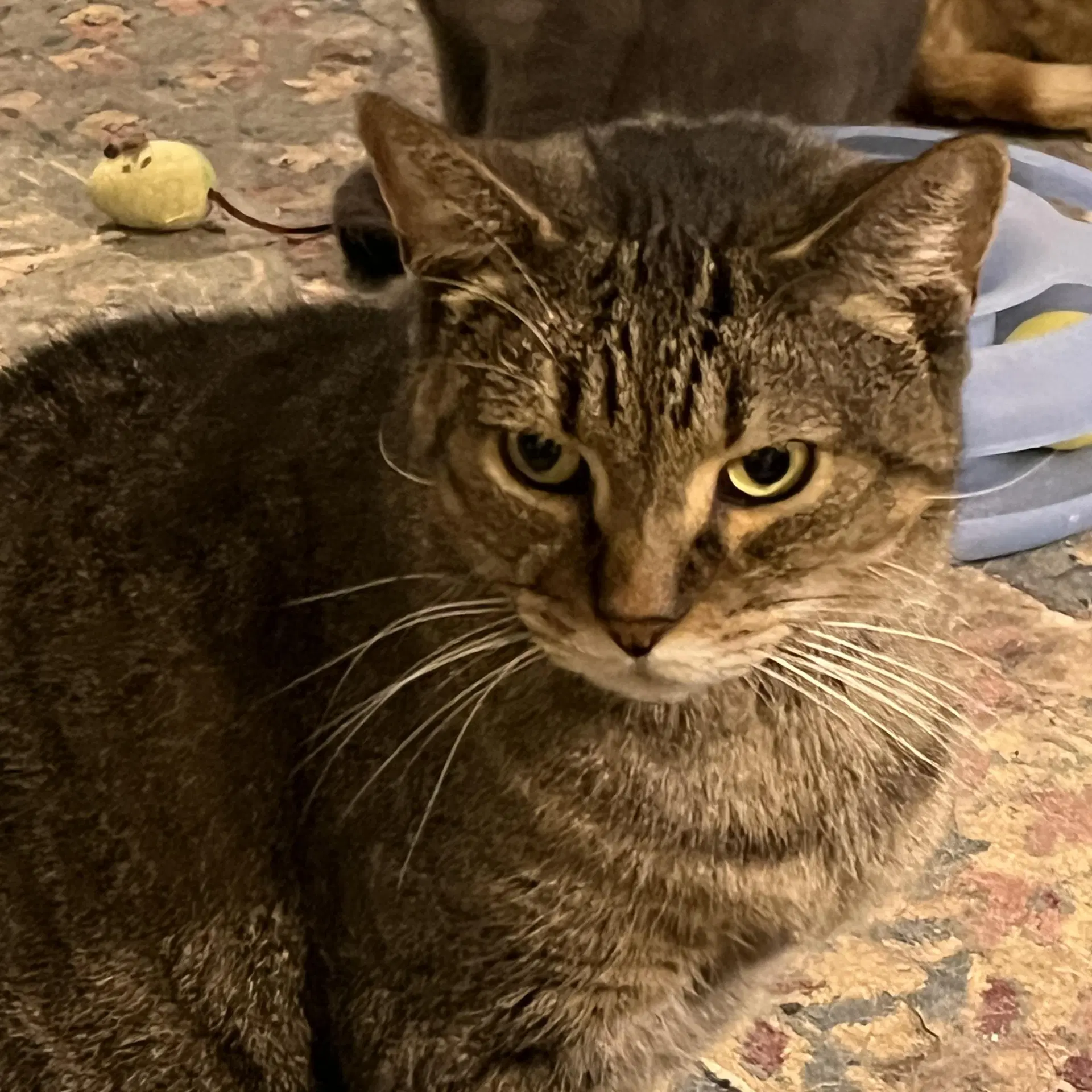 Sam Sweet Tabby image 1
