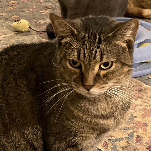 Sam (Sweet Tabby), Senior Tabby / Domestic Short Hair (short coat), cat for adoption in Biloxi, Mississippi