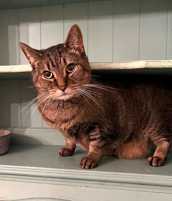 Sam (Sweet Tabby)