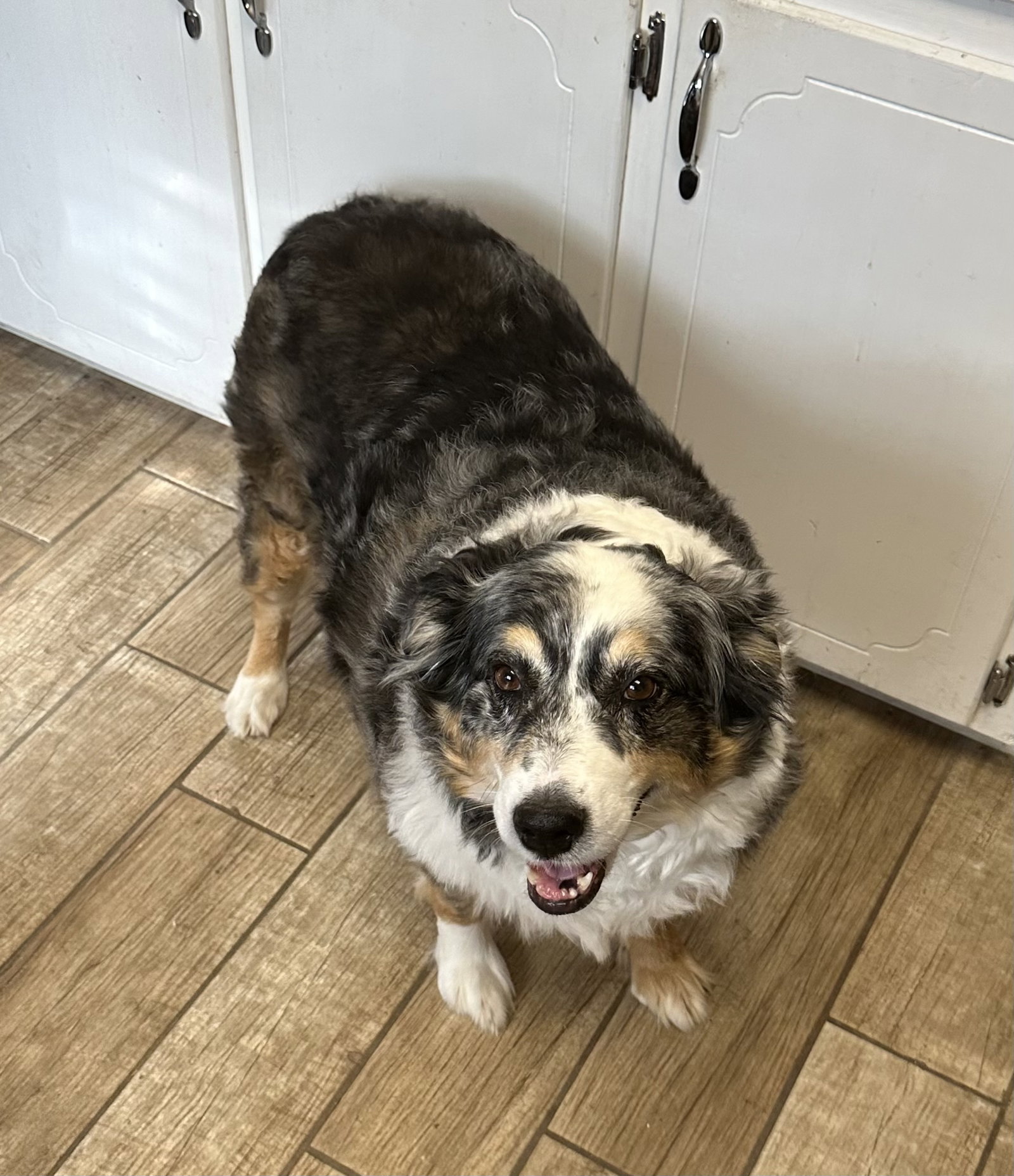 Dog for Adoption Dallas, a Australian Shepherd in Jackson County, MS Alpha Paw