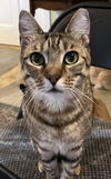 adoptable Cat in  named Seven