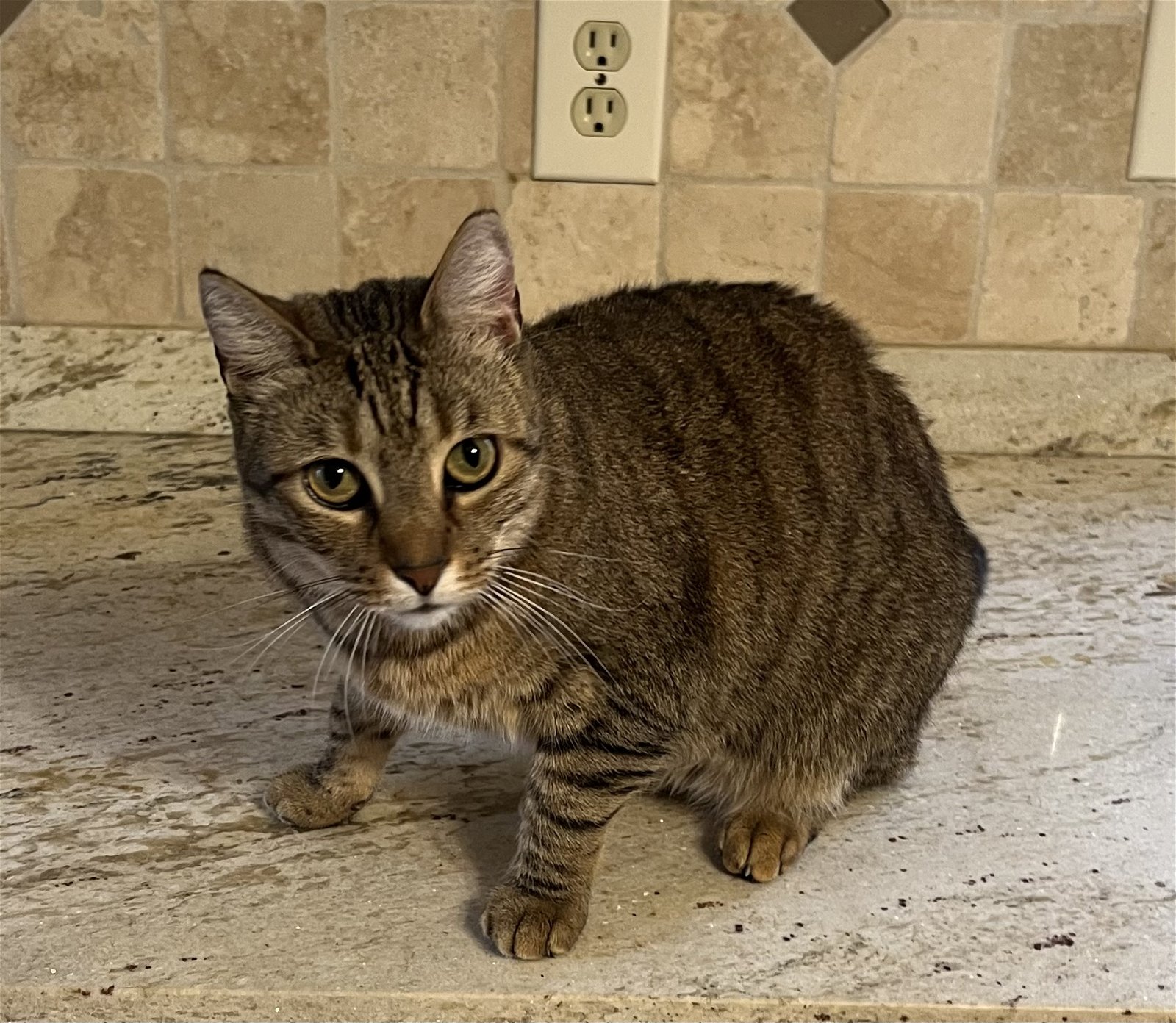 adoptable Cat in Mobile, AL named Seven