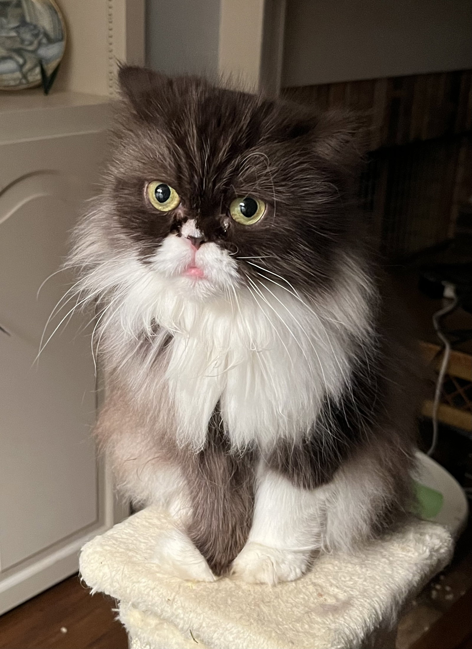 Mochi, photo 2