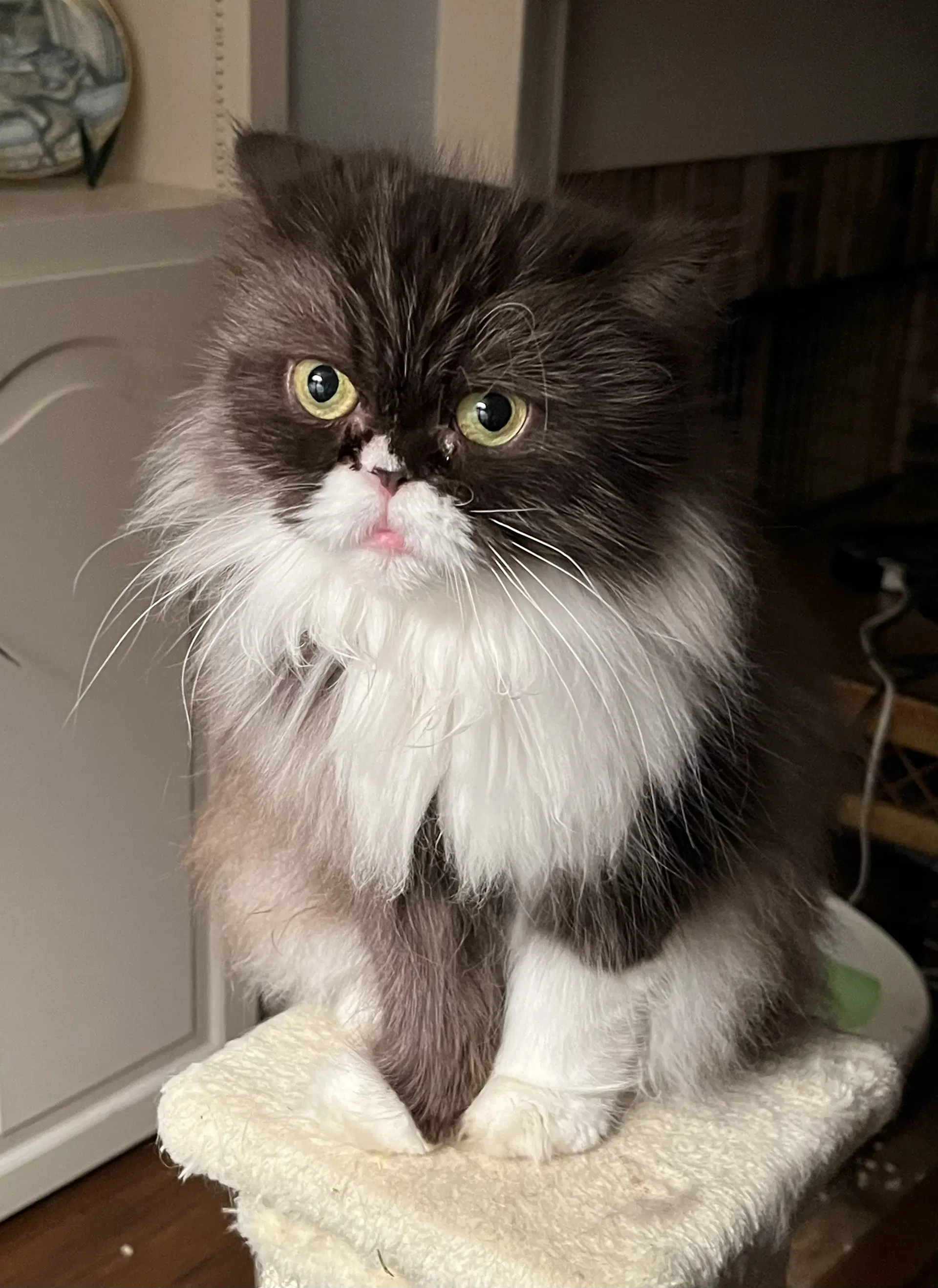 Mochi image 2