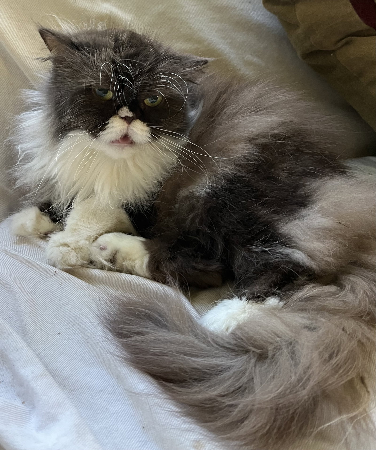 Mochi, photo 3