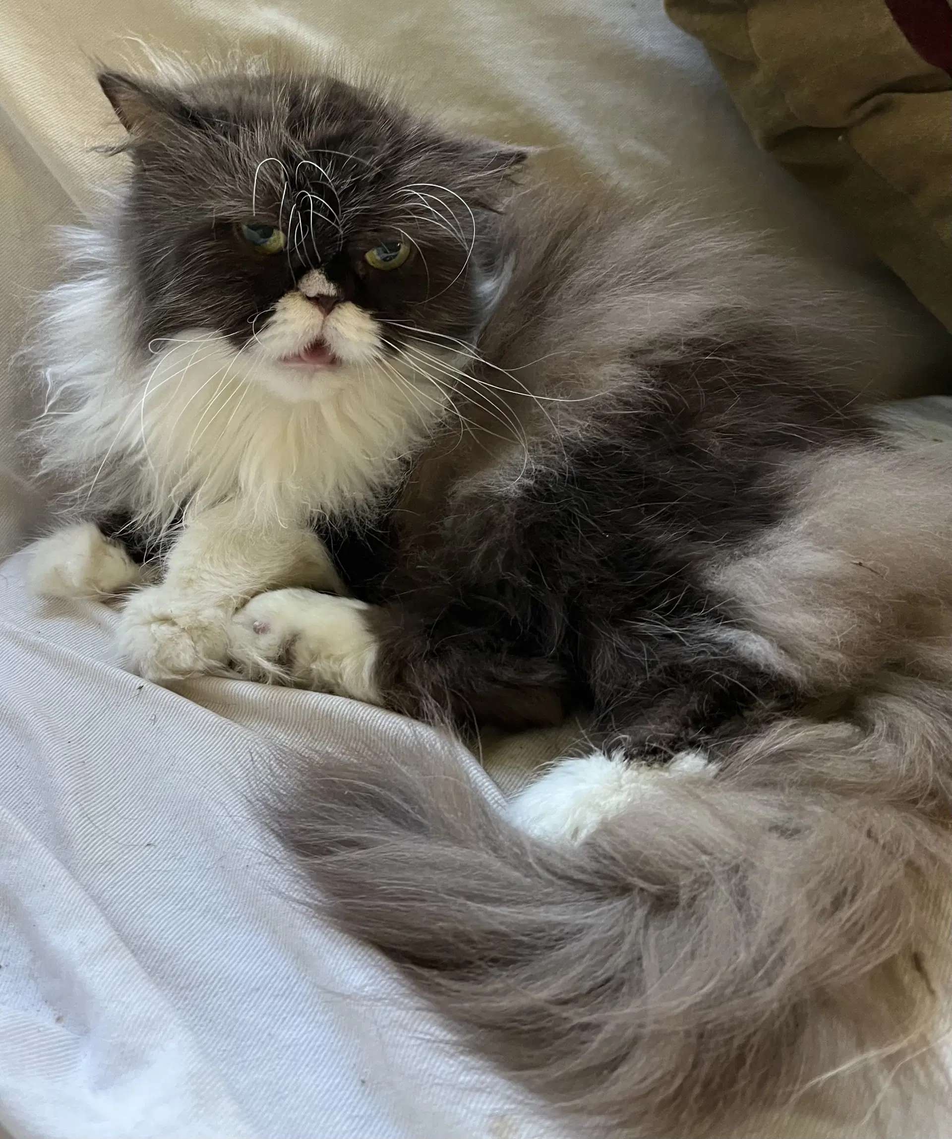Mochi image 3