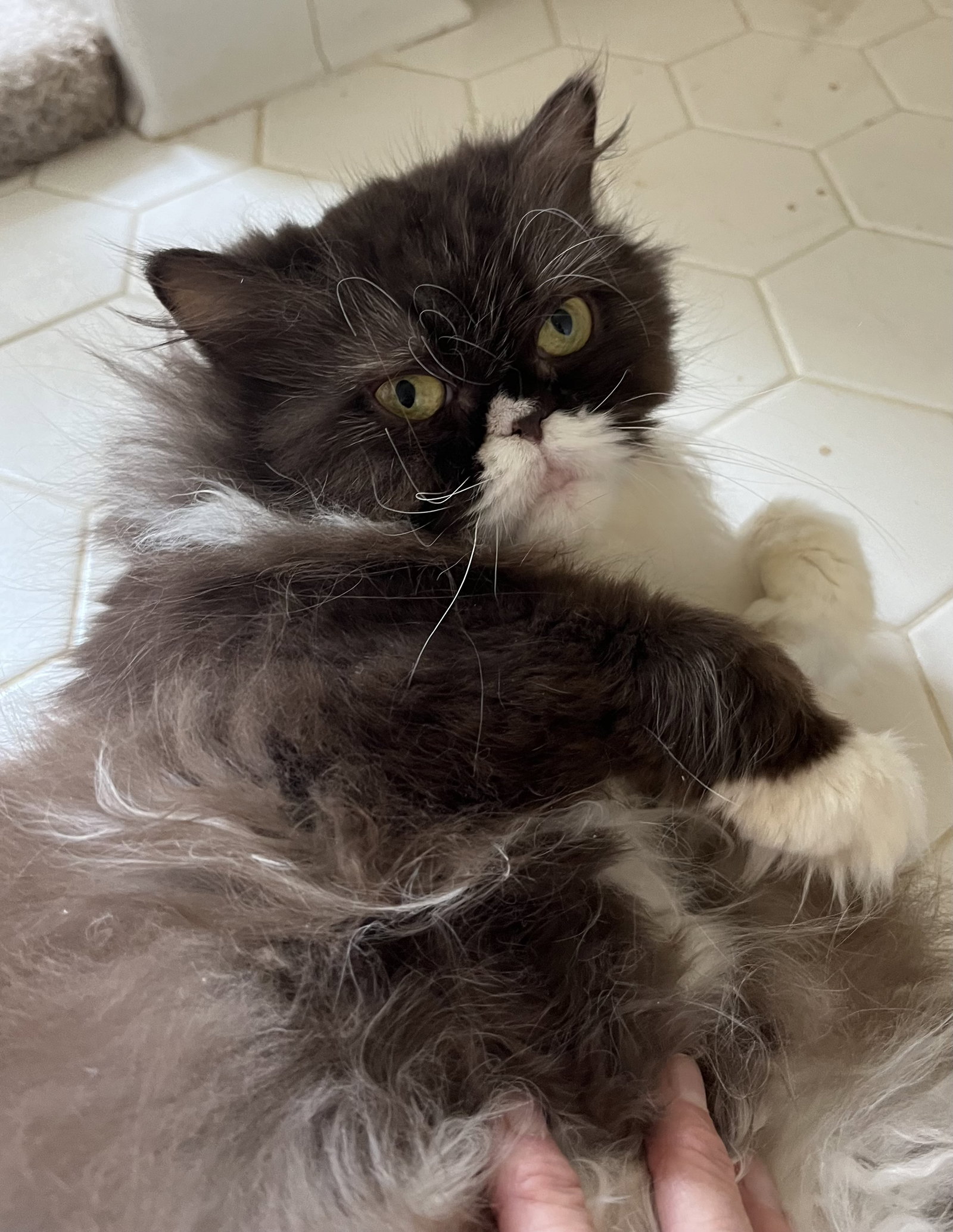 Mochi, photo 4