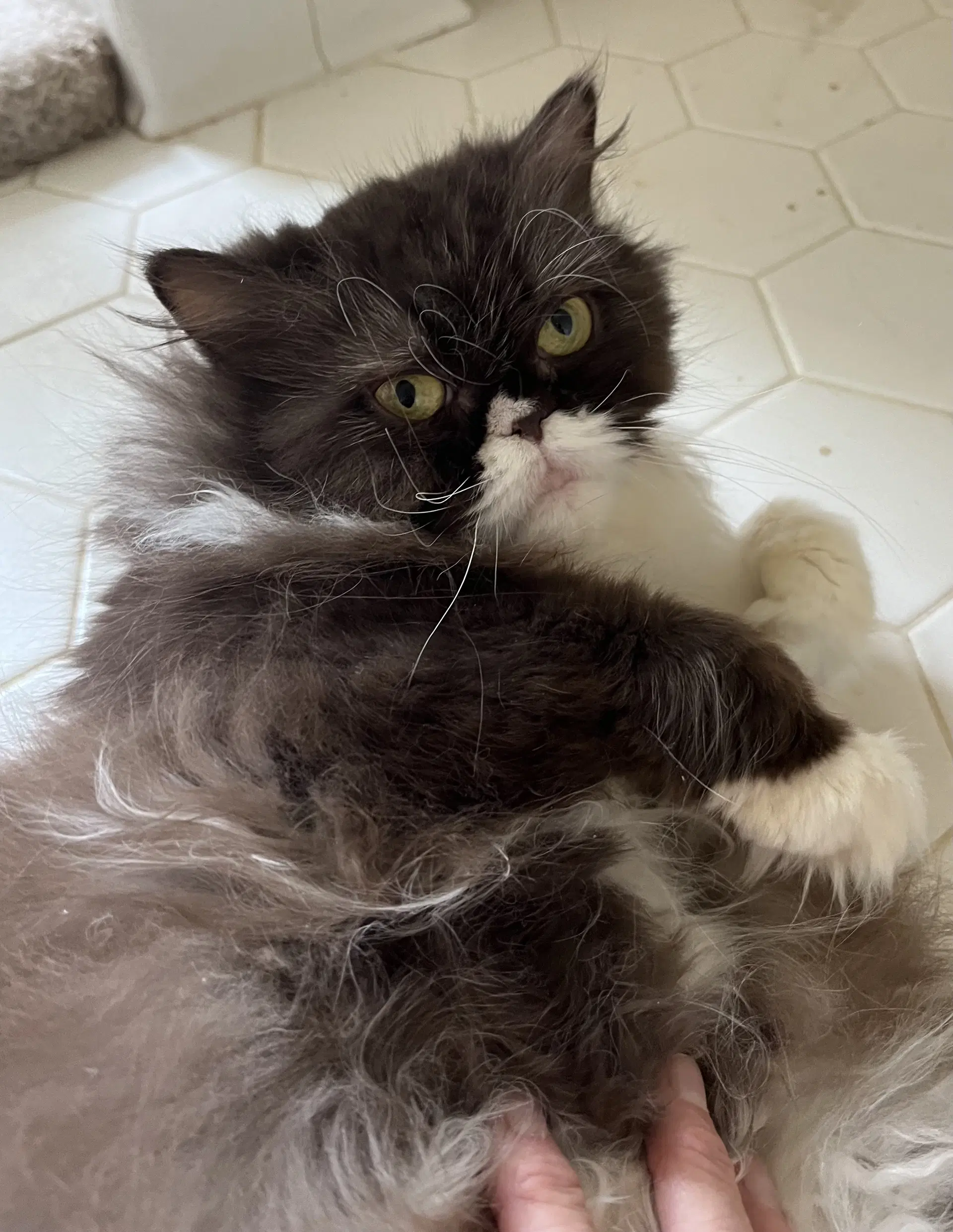 Mochi image 4