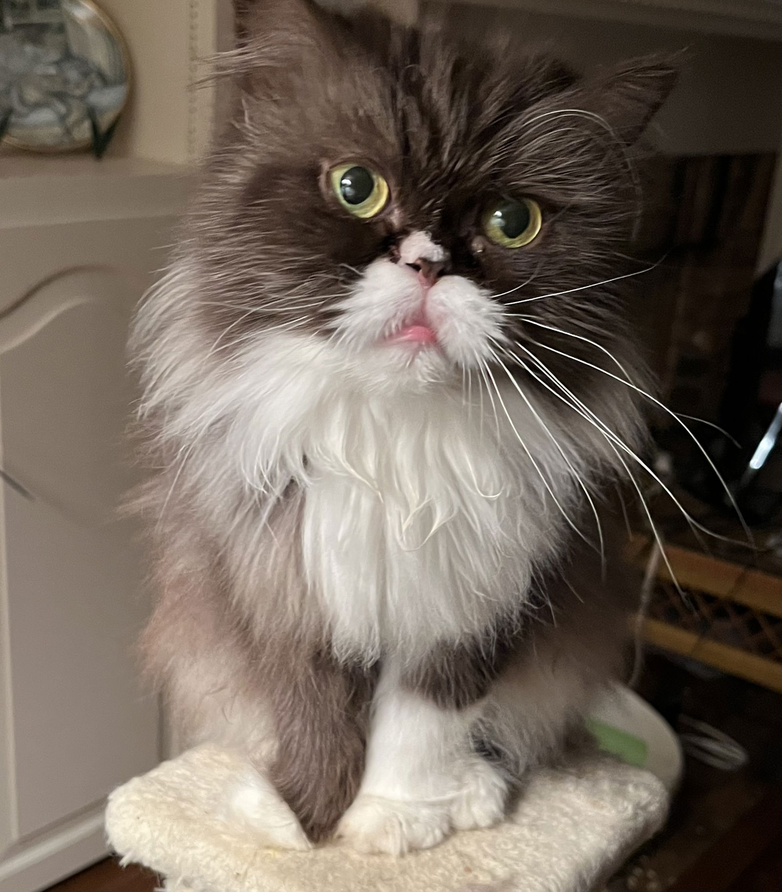 adoptable Cat in Mobile, AL named Curiosity