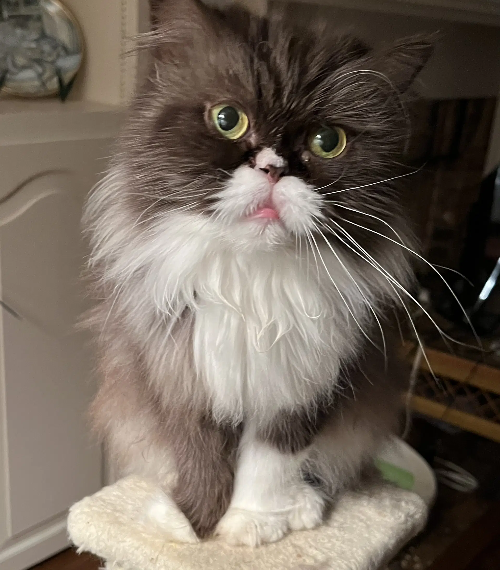 Mochi - Persian