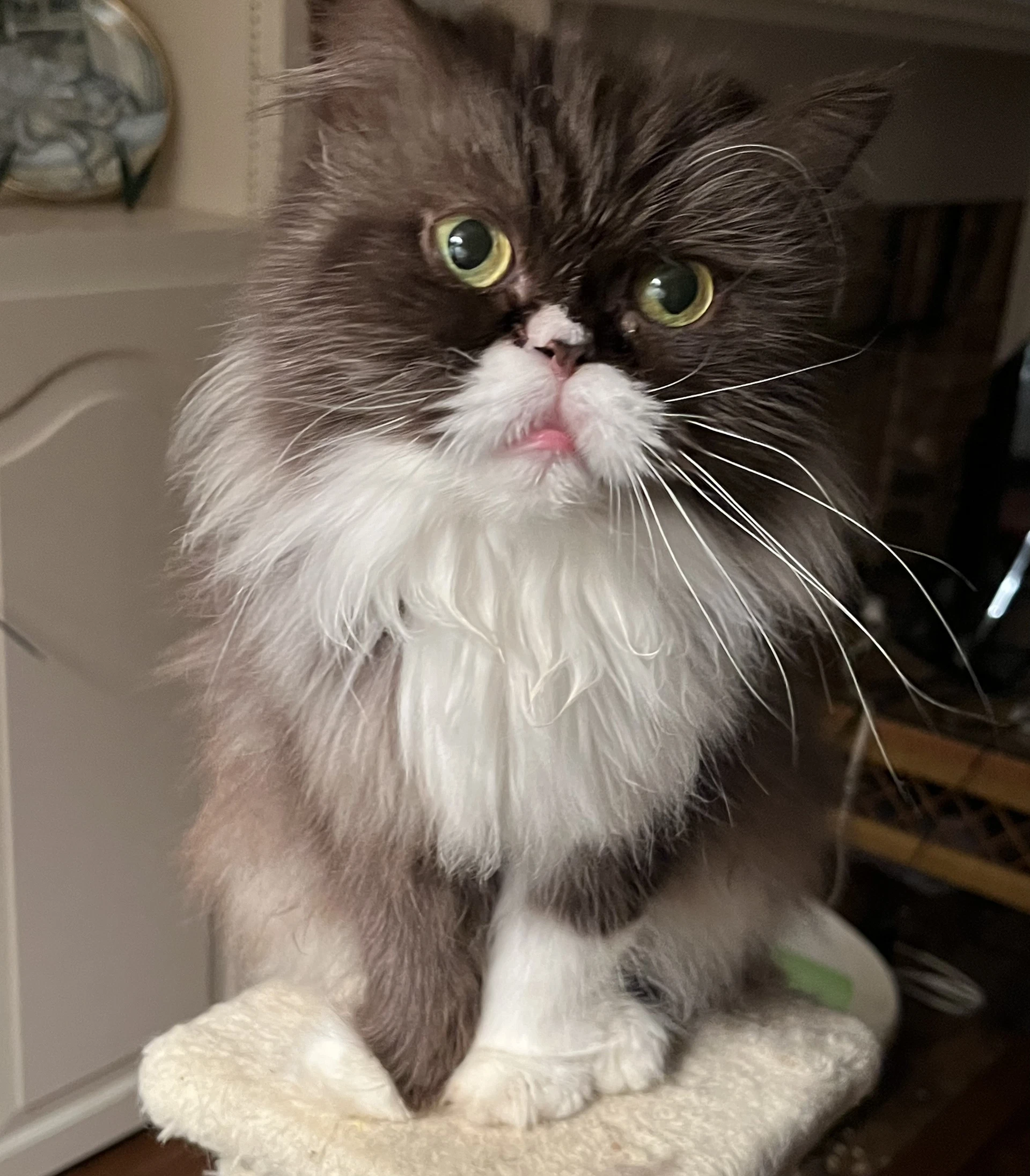 Mochi