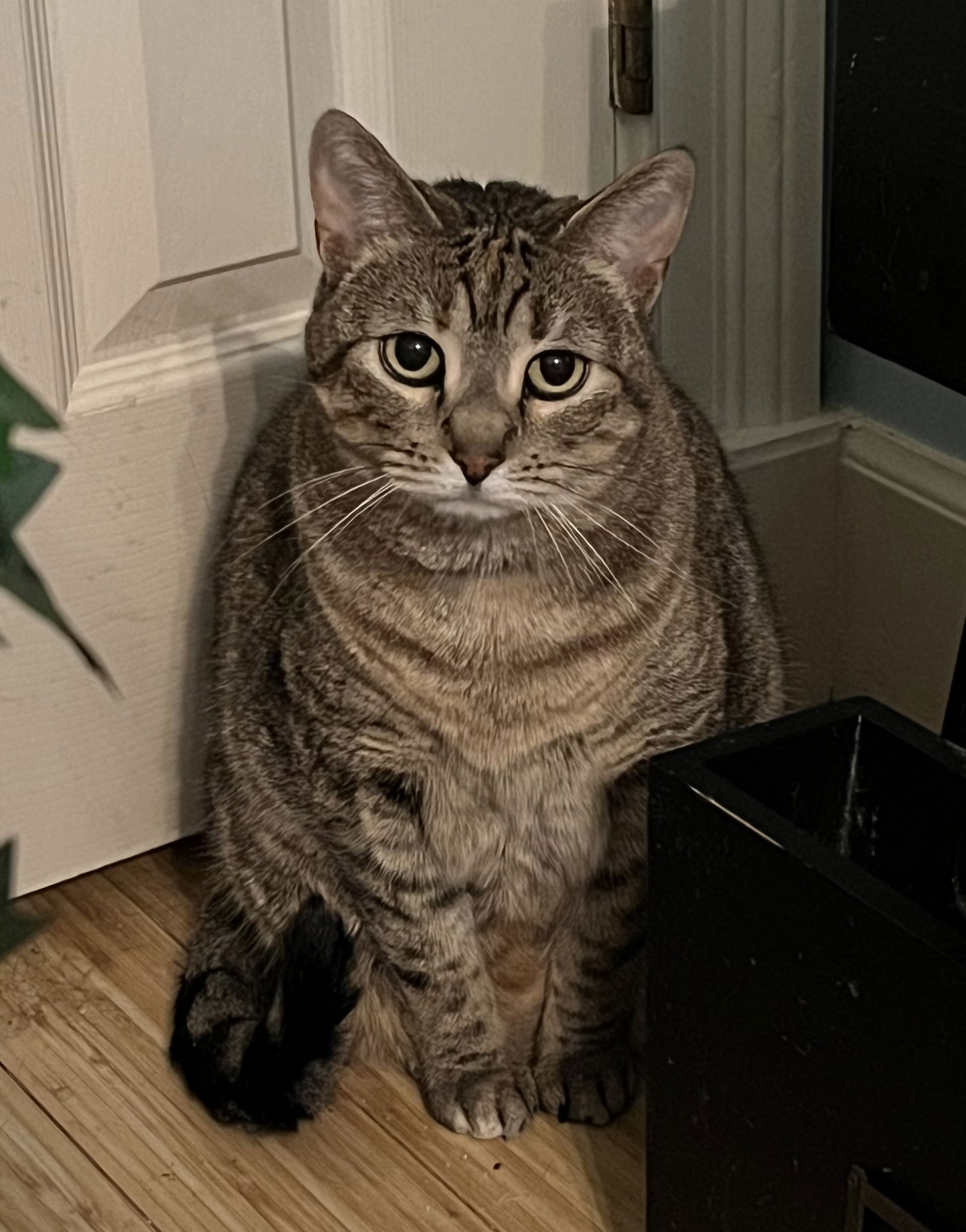 adoptable Cat in Mobile, AL named Mia ♥️