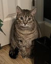adoptable Cat in Mobile, AL named Mia ♥️