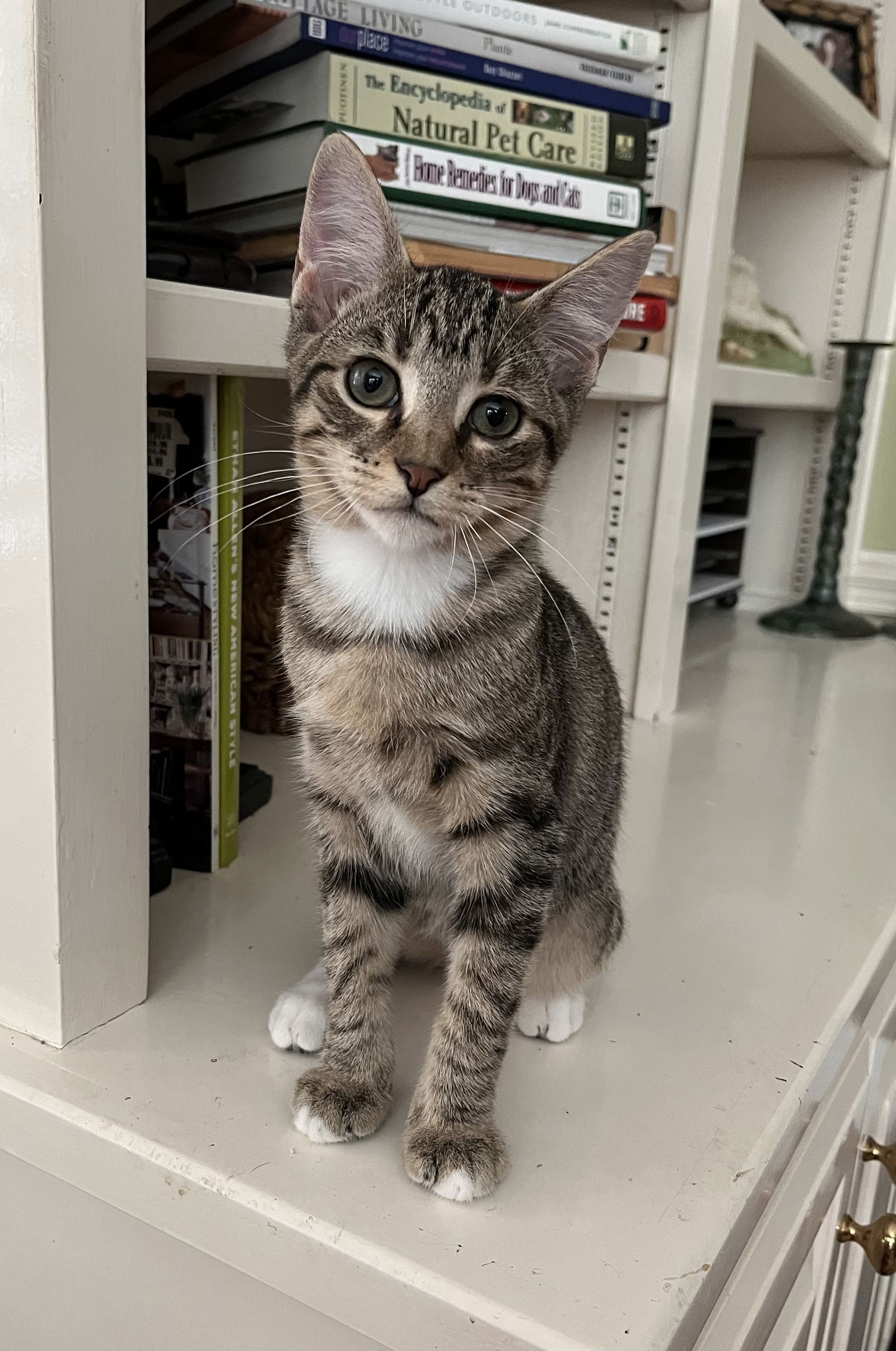 adoptable Cat in Mobile, AL named George LAP BABY