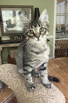 adoptable Cat in Mobile, AL named Sawyer LAP BABY