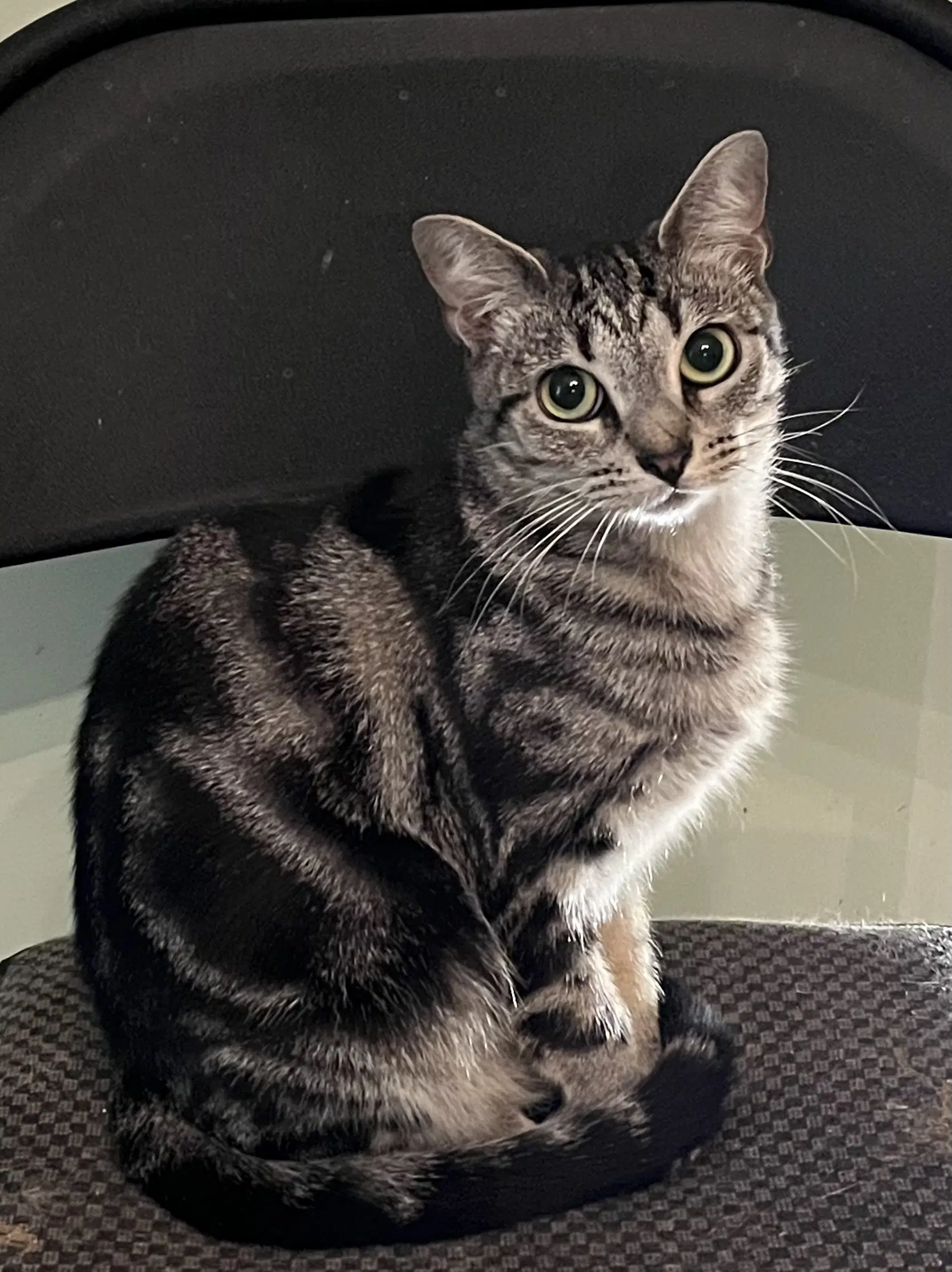 Jinx - Tabby